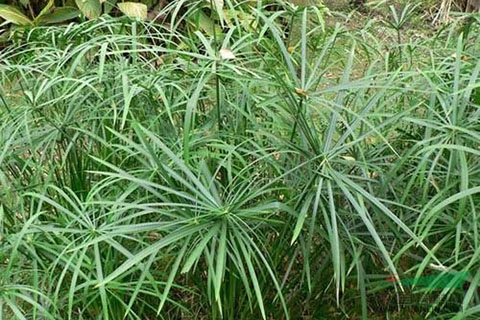 水中微生物、水生植物對(duì)人工濕地的影響